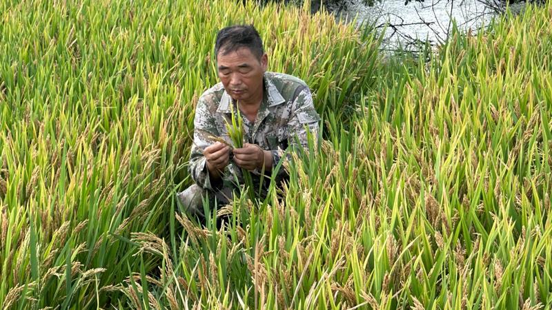 程太平正在稻田里研究水稻品种。人民网记者 王绍绍摄
